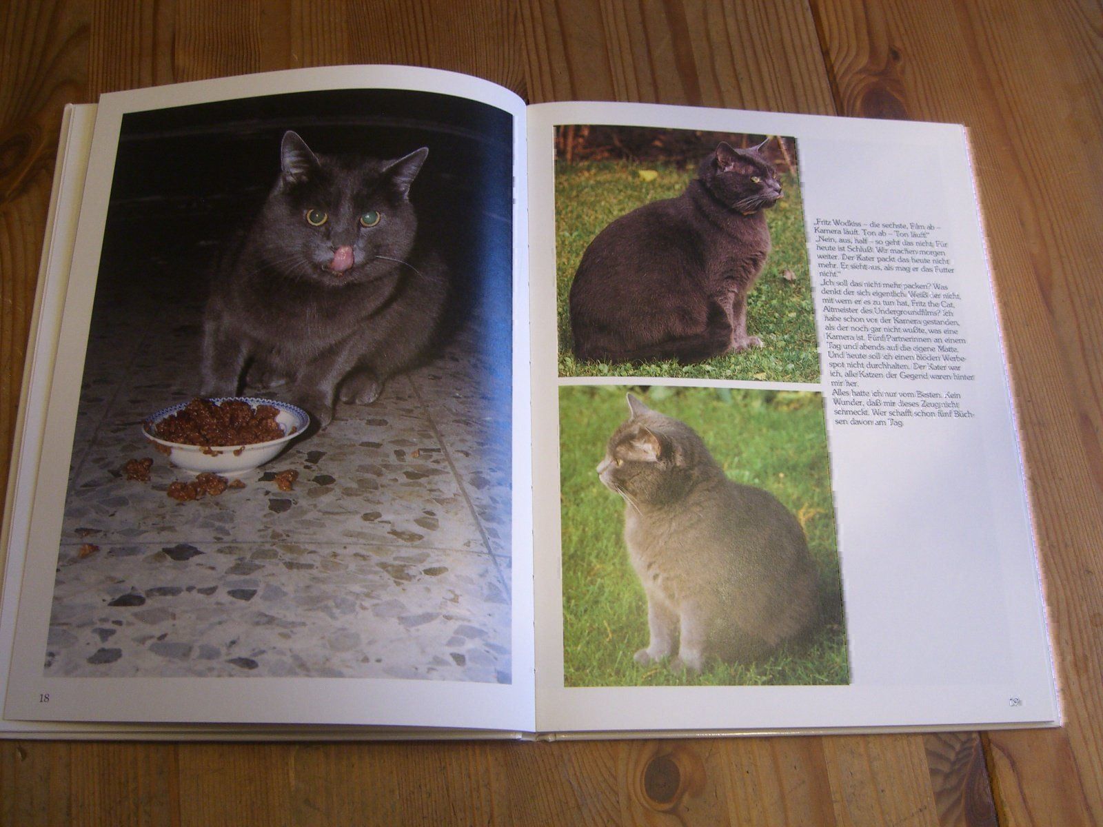 Libri: wunderschönes Katzenbuch "Katz & Co." – Nuovo (secondo la descrizione) da Winterthur venduto da Gaia 3