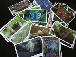 Lilibiggs Abenteuer Regenwald 2 Sticker