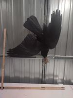 Präparat Vogel Krähe, Dekoration für Herbst/Winter!