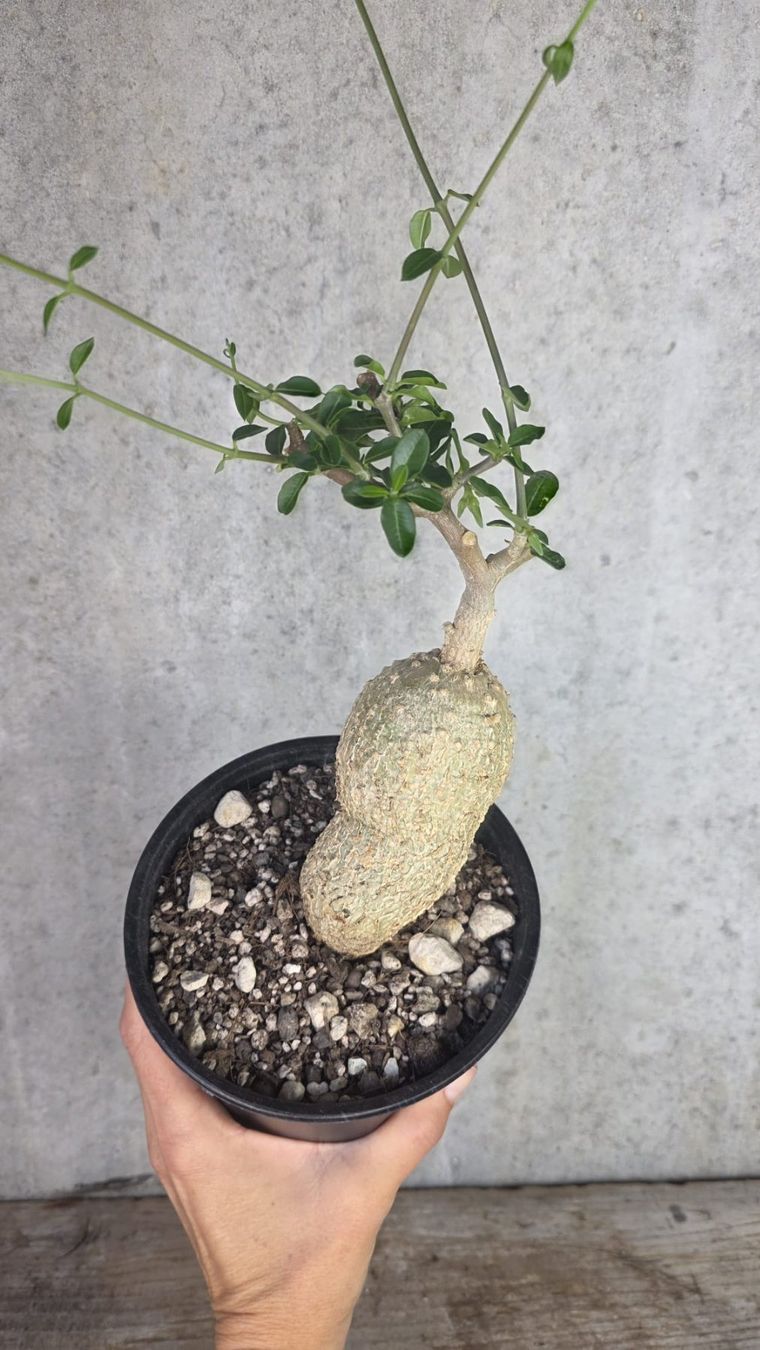 Piante & sementi: 🌿 Fockea edulis – Usato da St.Erhard venduto da Plumilandschweiz 3