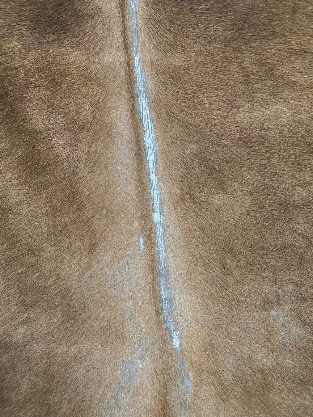Tappeti: Echtes Kuhfell Teppich (180x170) – Usato da Winterthur venduto da Winterthurer123 2