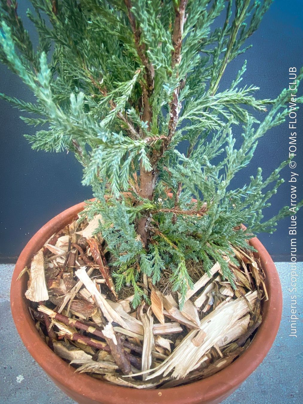 Piante & sementi: Juniperus Scopulorum 'Blue Arrow' - blauer Säulen-Wacholder – Nuovo e nell'imballaggio originale da Adliswil venduto da astom369 2