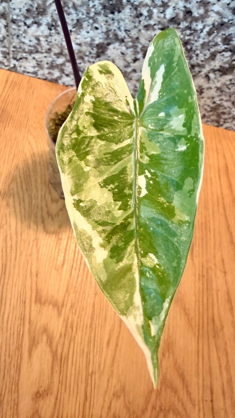 Piante & sementi: Alocasia Black Stem Albo – Nuovo (secondo la descrizione) da Kaiseraugst venduto da dka_b97z 2