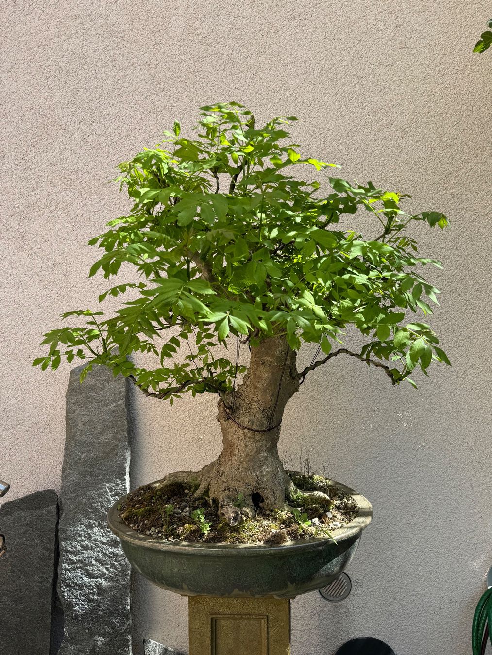 Piante & sementi: Eschen Bonsai Gross – Usato da Rümlang venduto da Gruseh.ch 2