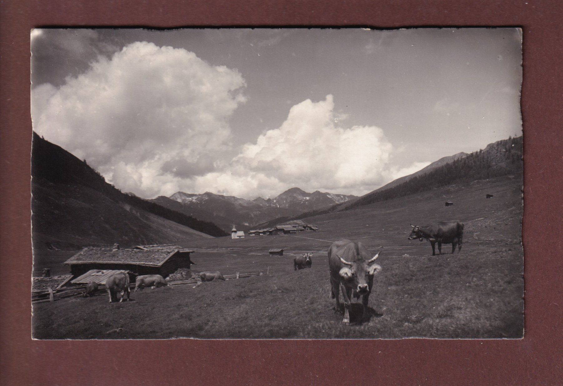 Cartoline postali: DAVOS-SERTG - Kühe - 1931 – Usato da Pully venduto da nicecards