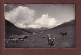 DAVOS-SERTG - Kühe - 1931