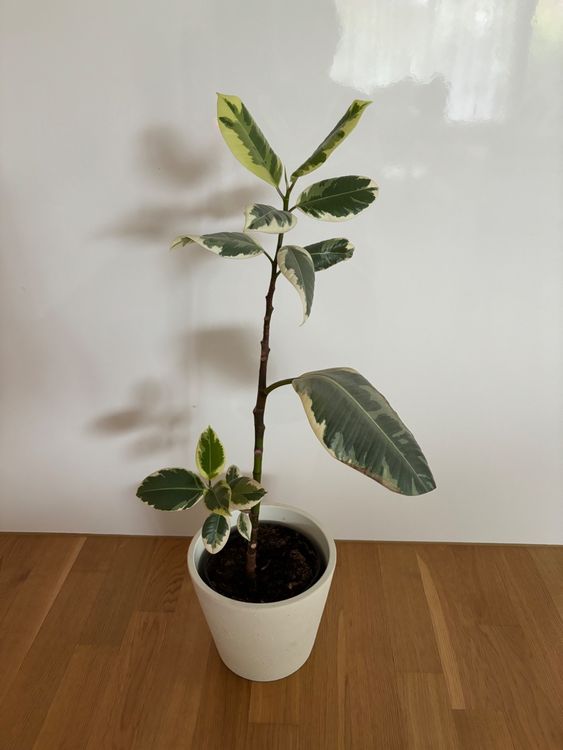 Ficus Elastica Tineke - Weißbunter Gummibaum 50-60 Cm - Luftreinigende Zimmerpflanze Für Wohnzimmer & Büro