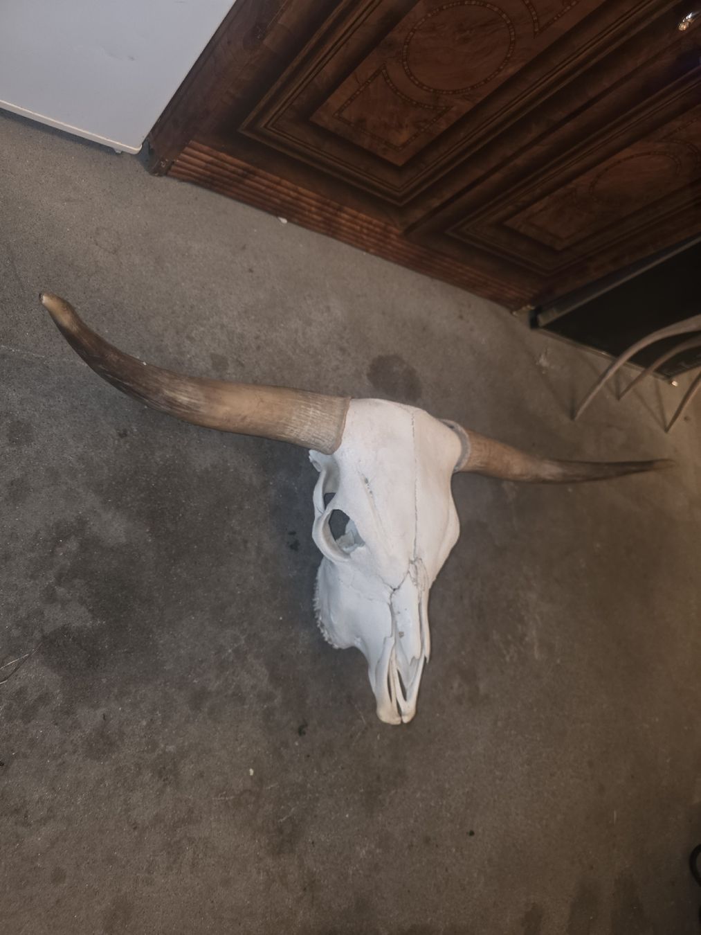 Altre raccolte & rarità: Hochlandrind Schädel – Usato da Hasle LU venduto da Auctions_Hunters 2