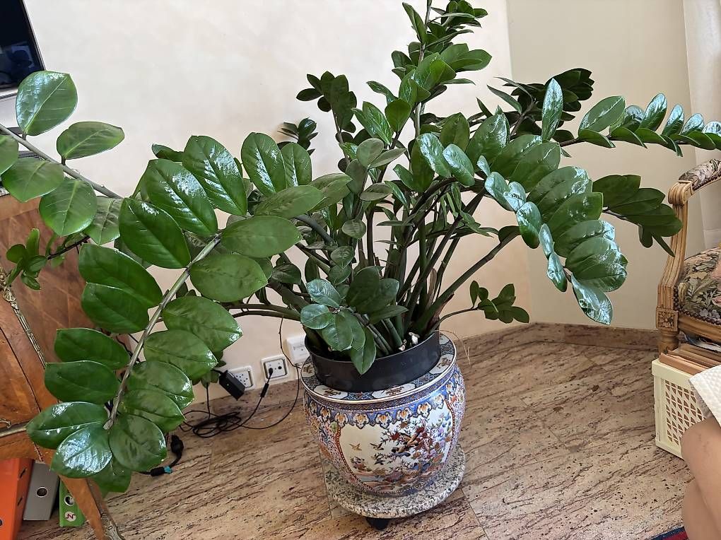 Piante & sementi: Plante verte intérieure – Usato da La Conversion venduto da dia_9csn