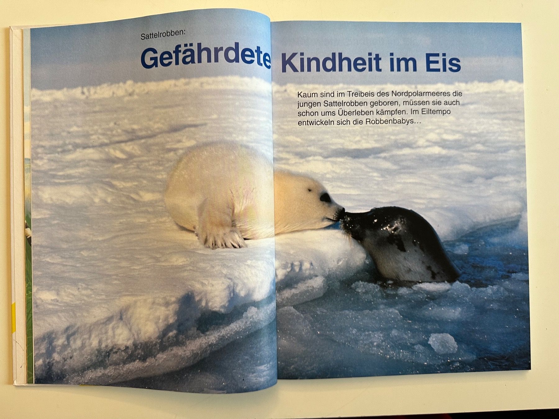 Libri: ALTES TREFF JUGENDBUCH 1994 – Usato da Münsingen venduto da Ganjam 5