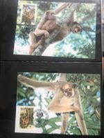 WWF Brasilien 1984 Spinnenaffe Satz Maximumkarten