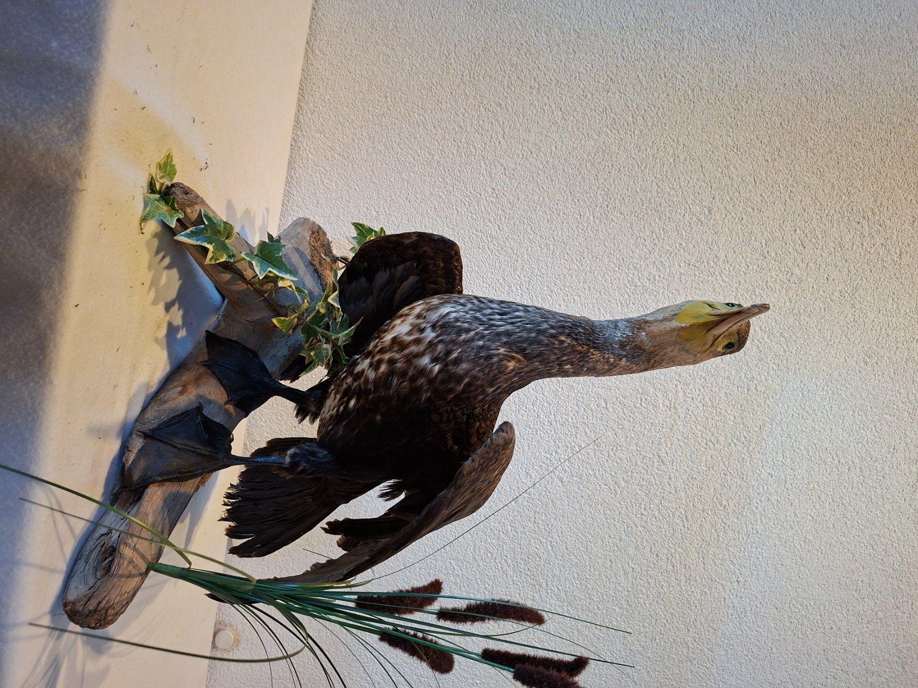 Il mondo degli animali: Kormoran – Usato da Wünnewil venduto da Boschung1 3