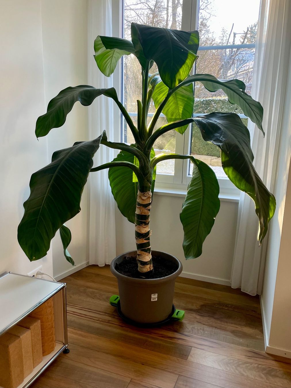 Banane Zimmer Pflanze Staude Big Ben gro Topf (Gebraucht) in Urdorf fr  CHF 195  nur Abholung auf Ricardo kaufen