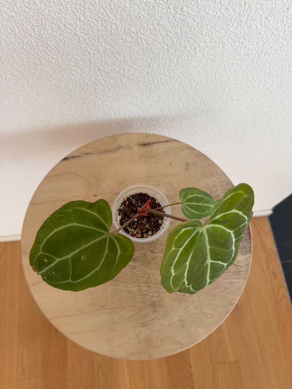 Piante & sementi: Anthurium Hybrid NoID – Usato da Goldau venduto da pflanzly 1
