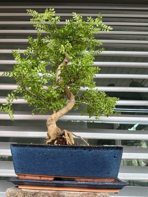 dracaena dere Dracaena Elegance main image 0