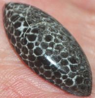 Cabochon L-1833 – Schwarze Fossil Koralle 25x11mm
