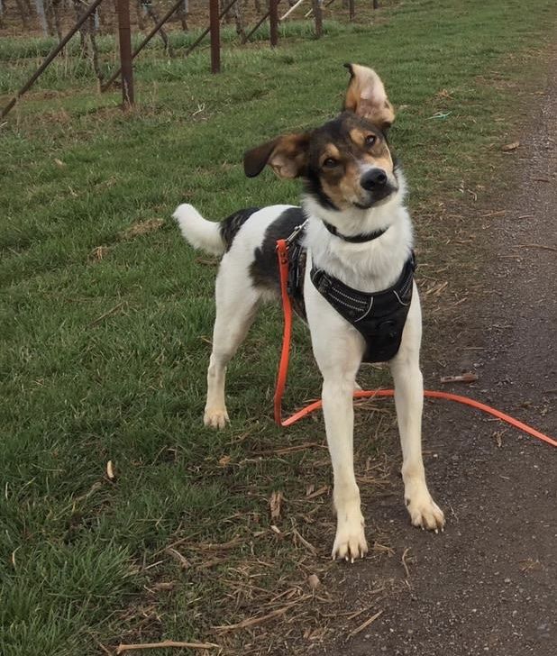 Abbigliamento: Canada Pooch Hundewintermantel – Nuovo (secondo la descrizione) da Tennwil venduto da Zenayda 1