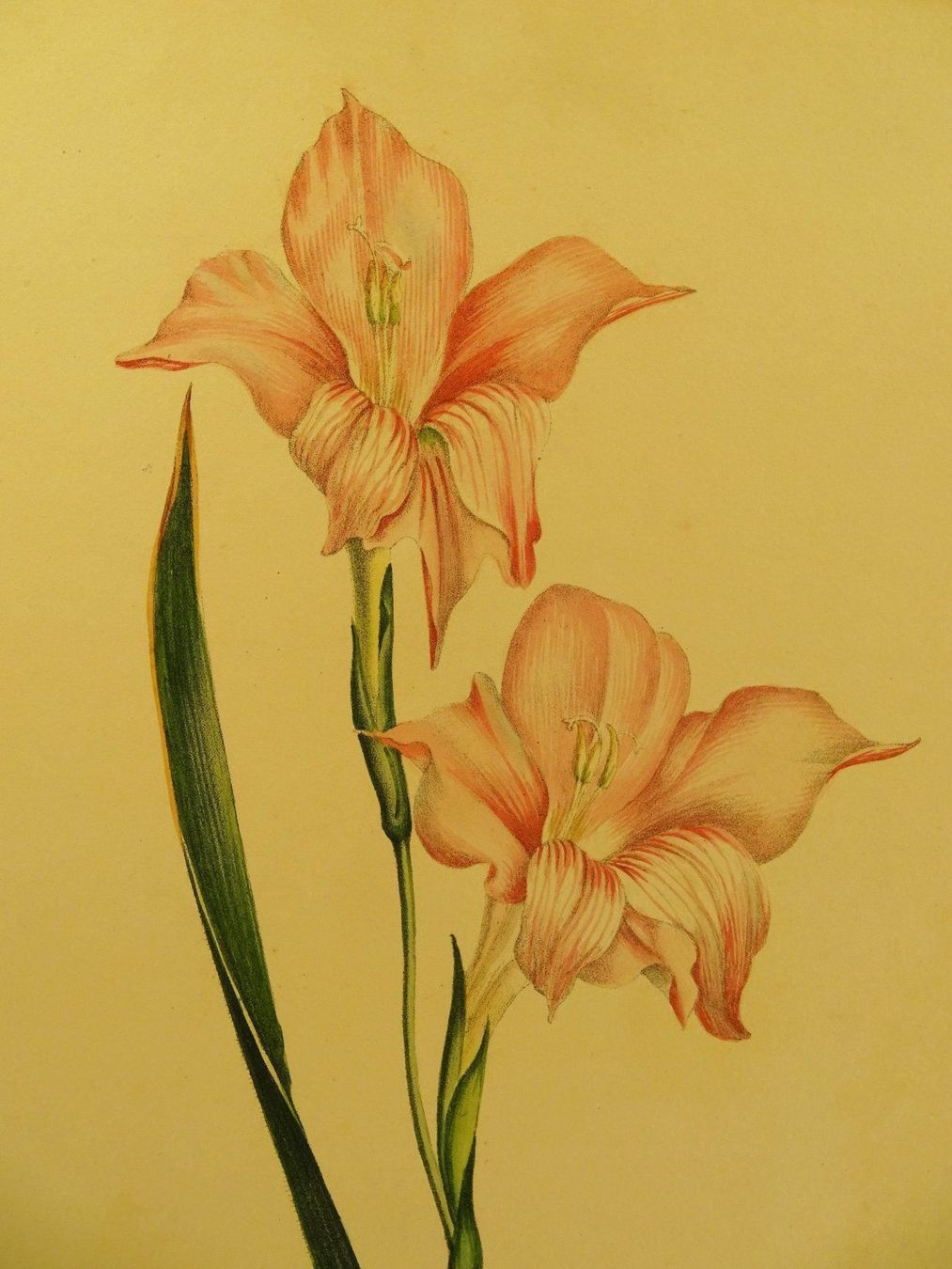 Grafica & Litografie: GLADIOLUS HIRSUTUS, LITHOGRAPHIE UM 1880 – Usato da Grüningen venduto da Kartensammler 2