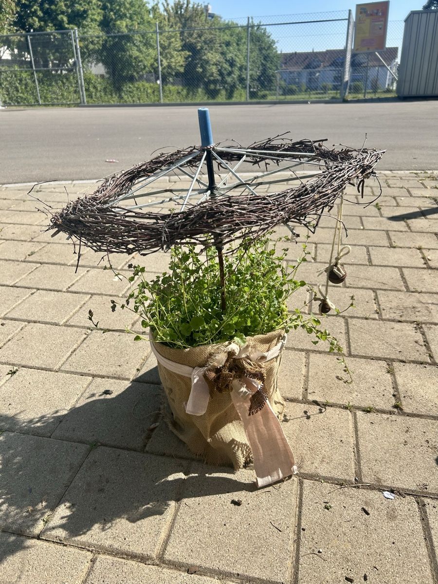 Piante & sementi: Glockenblumen unter dem Schirm – Nuovo (secondo la descrizione) da Frauenfeld venduto da Irene.Schuppli
