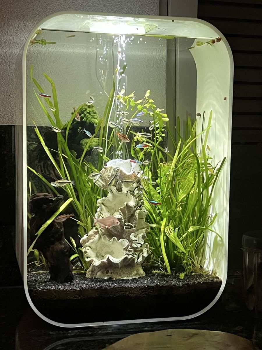 Aquarium: Wunderschönes 60L BiOrb – Gebraucht aus Zürich von MCZDESIGN