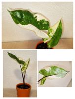 Alocasia Macrorrhiza "Black Stem" Variegata