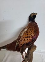 Präparierter Fasan (Taxidermie) auf Ast