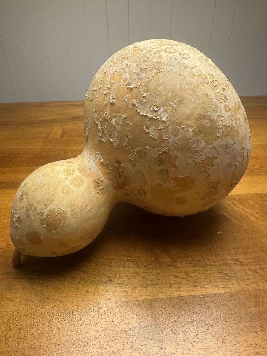 Tutte le decorazioni: Getrockneter Flaschenkürbis – Usato da Horgenberg venduto da pagi_11 1