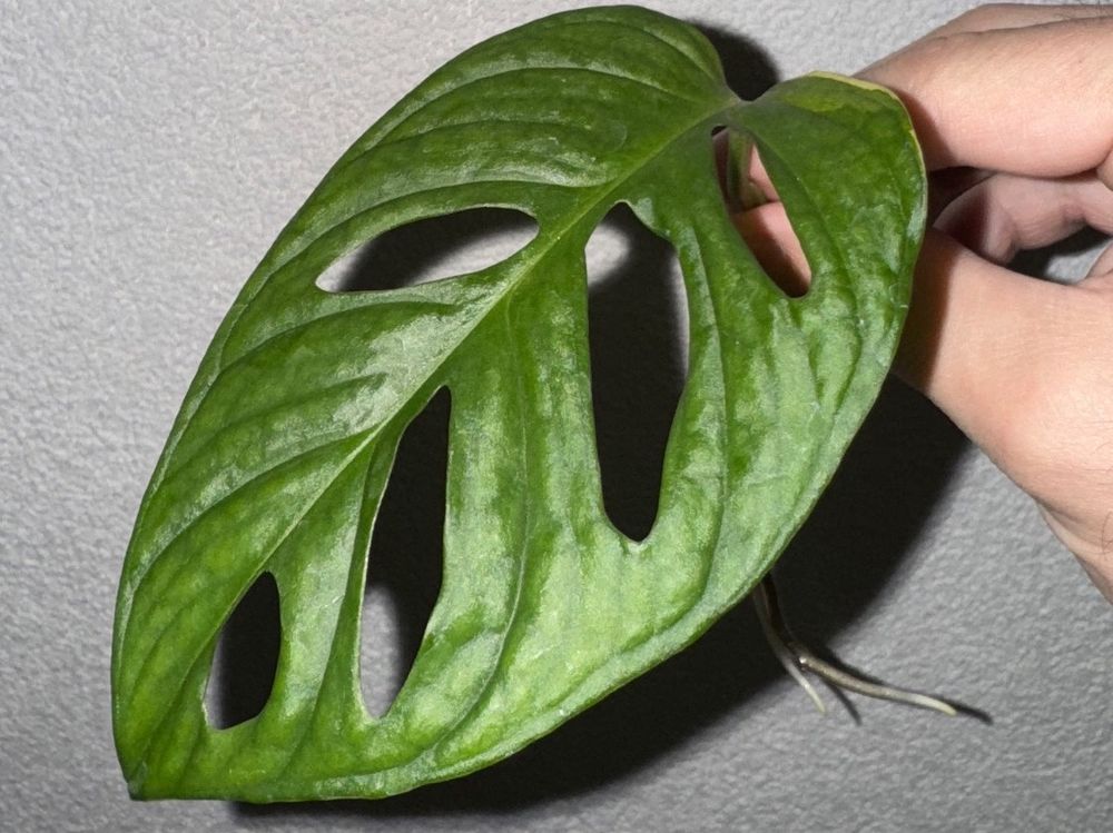 Monstera Adansonii Aurea Steckling Kaufen auf Ricardo