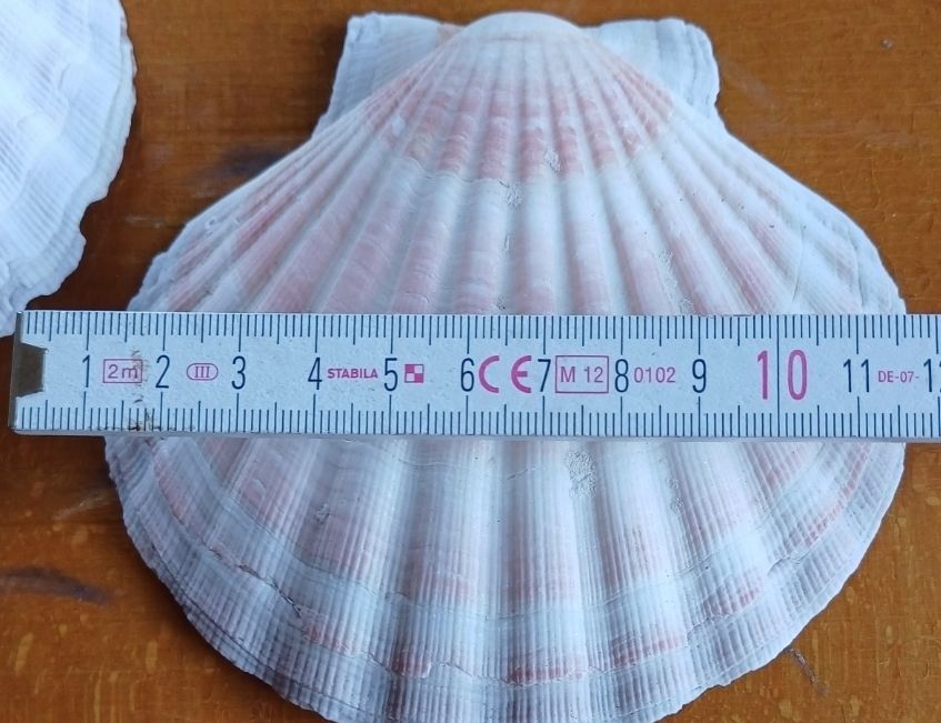 Tutte le decorazioni: 10 schöne Sommermuscheln Deko – Usato da Flaach venduto da ker_6ml7 3