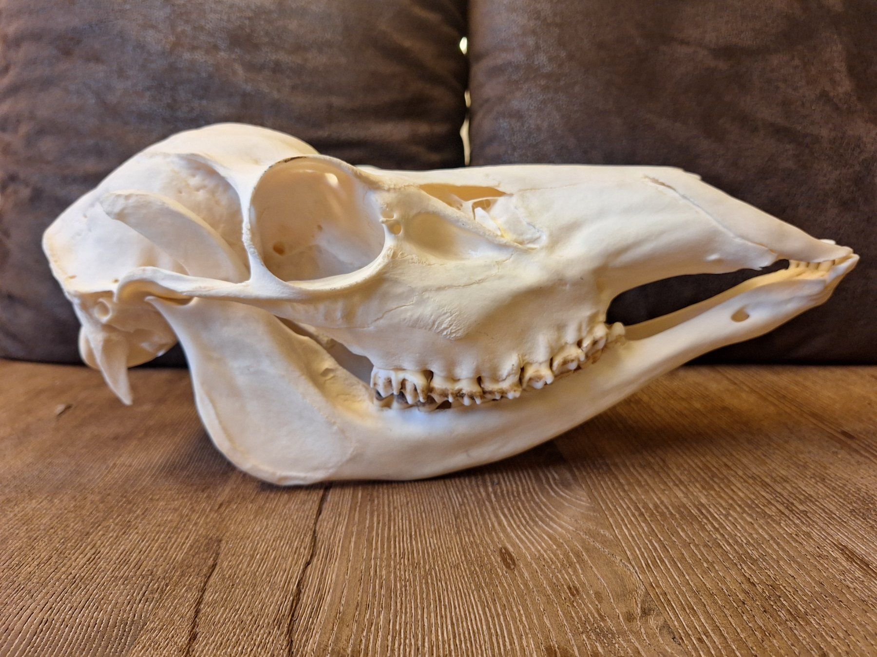 Il mondo degli animali: Rothirsch wbl. – Usato da Widnau venduto da skullcollector 1
