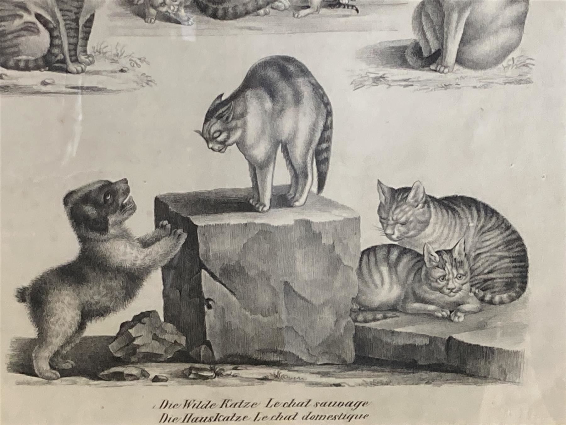 Grafica & Litografie: MIND Gottfried Katzen Litho um 1860 – Usato da Bern venduto da Jwpm66 3