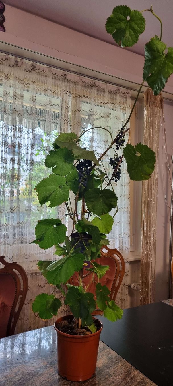 Piante & sementi: Traubenpflanze Vitis, mit Trauben – Usato da Kehrsatz venduto da Bulandi 3