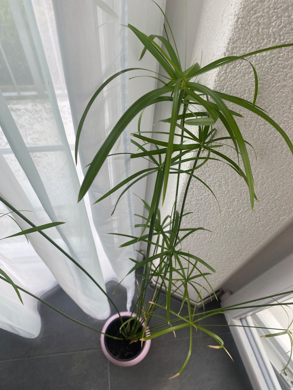 Plantes & graines: Papyrus mit Topf – D'occasion à Höfen b. Thun par Leonie2112 1