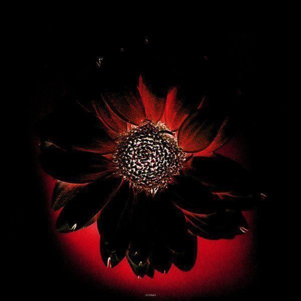 Vinyles: Rammstein: Herzeleid – Neuf avec emballage d'origine à Brittnau par Zibu 5
