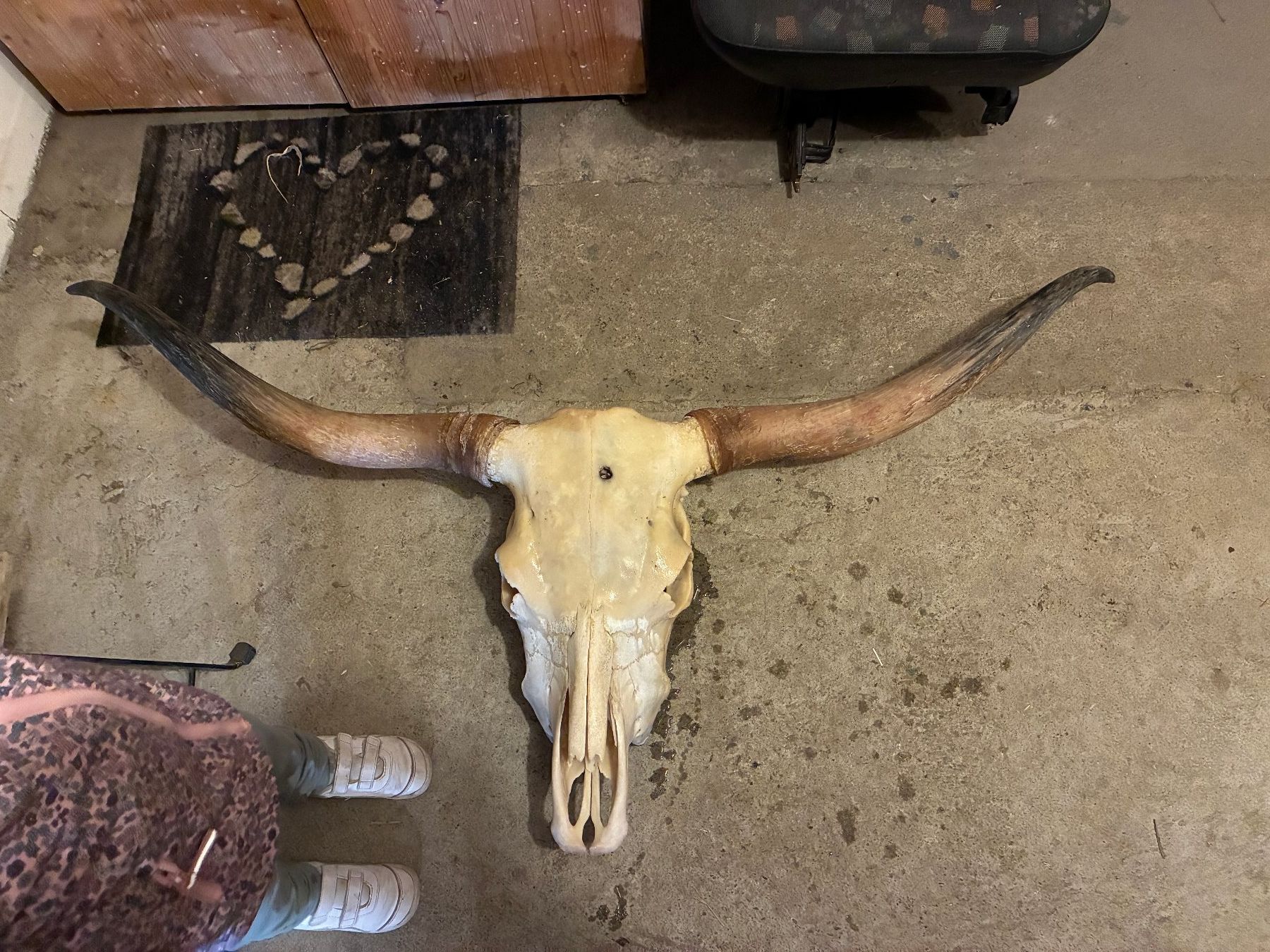 Alle Dekorationen: echter Texas Longhorn schädel – Gebraucht aus Holziken von Hardhof11