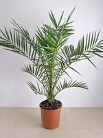 Kanarische Dattelpalme-winterhart, gesund & exotisch