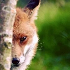 Profile image of Fraufox1