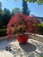 RED VASE XXL WITH PLANT