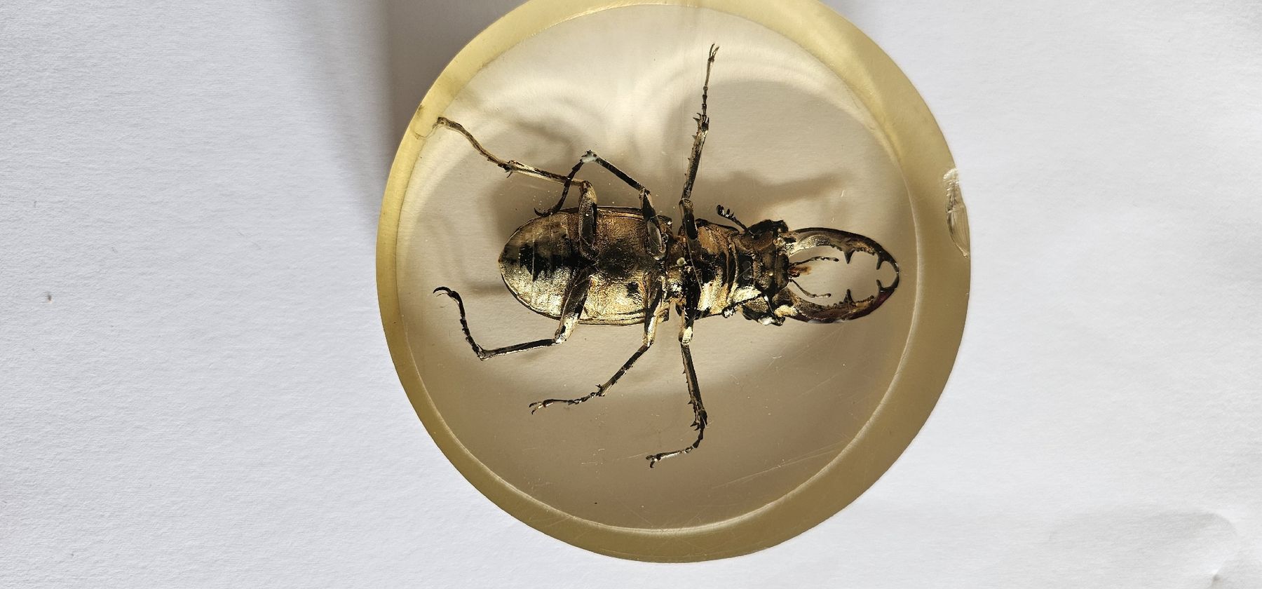 Il mondo degli animali: Insecte dans la résine – Usato da Yverdon-les-Bains venduto da van_dq65 6