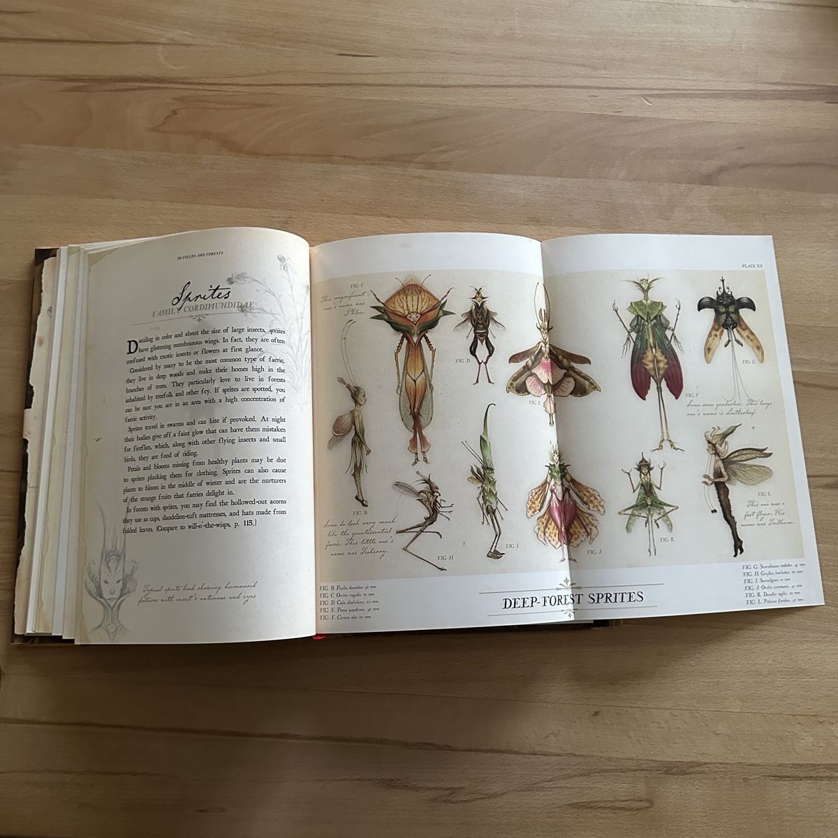Libri: Arthur Spiderwick's Field Guide – Nuovo (secondo la descrizione) da Sax venduto da kaulquappe01 3