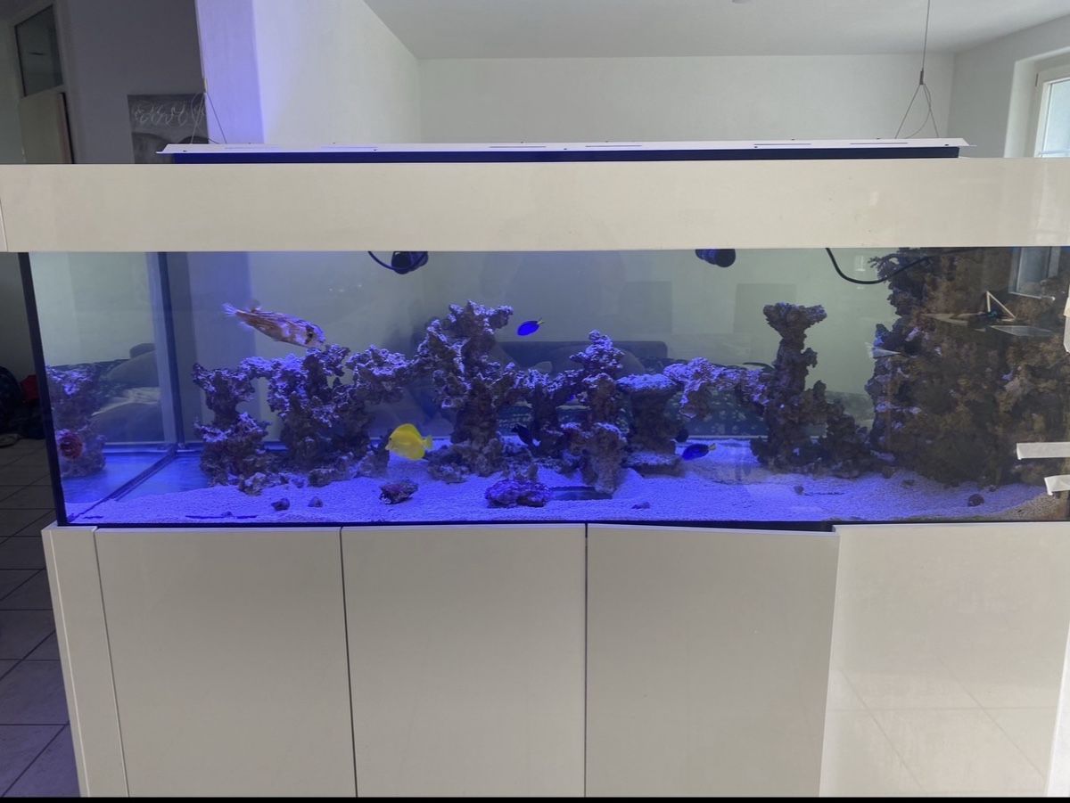 Acquari: Aquarium 1000 Liter  – Usato da Grüningen venduto da ponte08 1
