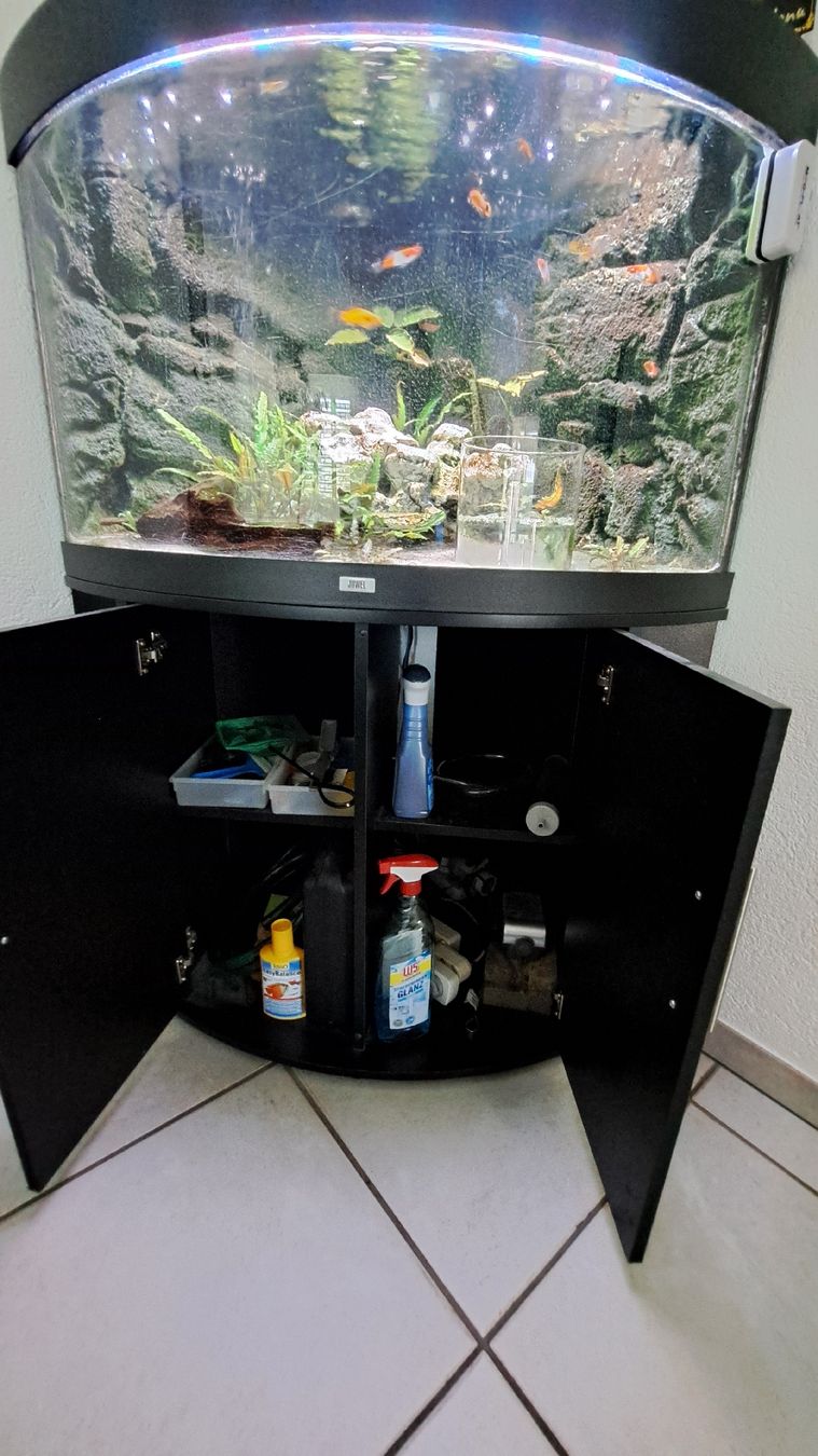 Acquari: aquarium  – Usato da Wildegg venduto da miasofanis 3