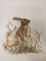 Aquarellillustration Feldhase im Gras gerahmt