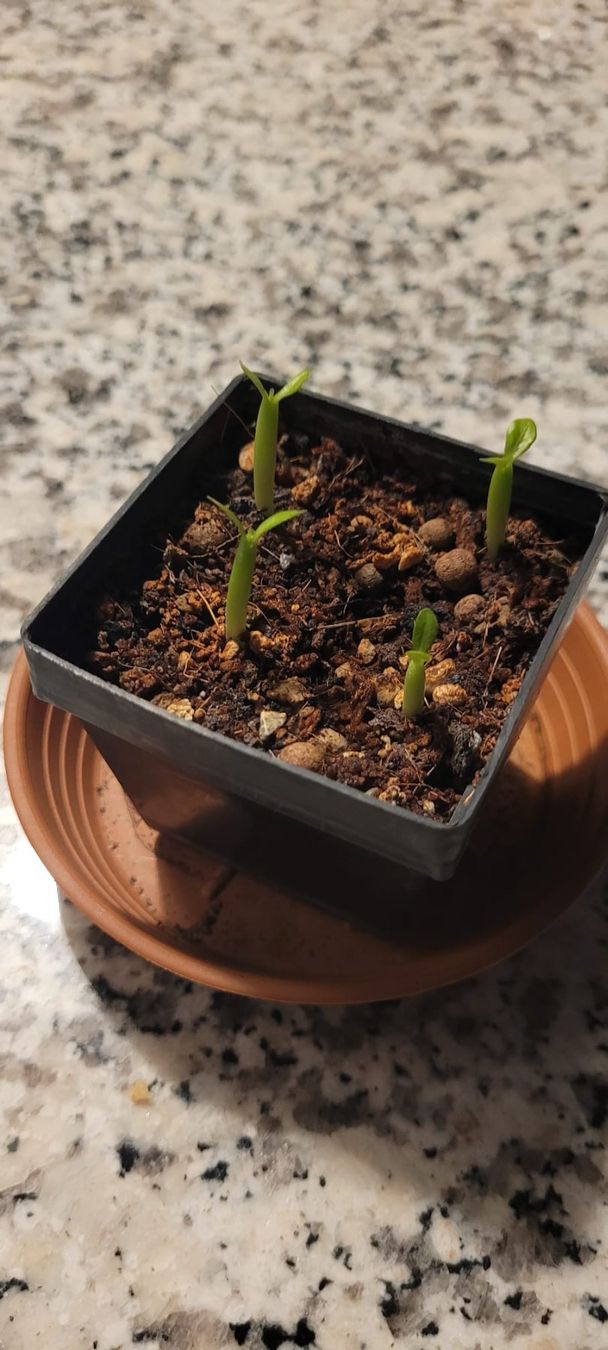 Pflanzen & Samen: Adenium / Wüstenrosen Samen-Mix – Neu (gemäss Beschreibung) aus St.Erhard von  3