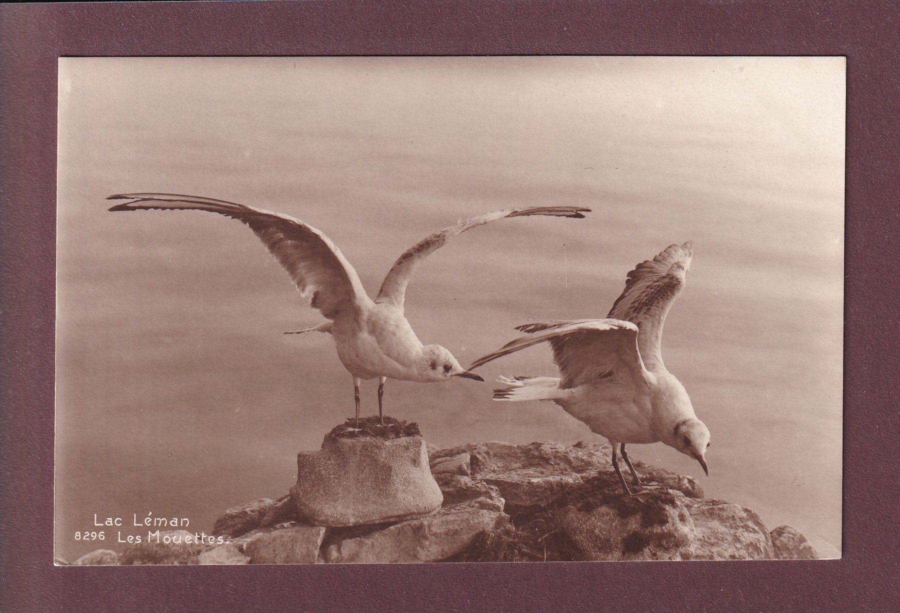 Cartoline postali: LAC LEMAN - Les mouettes – Usato da Pully venduto da nicecards