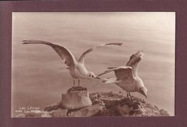 LAC LEMAN - Les mouettes