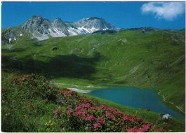 Arosa