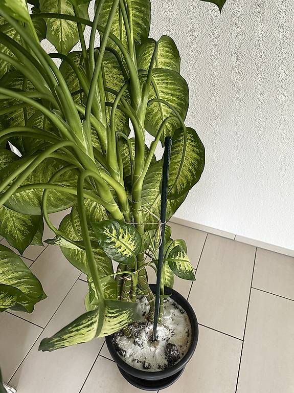 Piante & sementi: Dieffenbachia – Usato da Buchrain venduto da pat4s 2