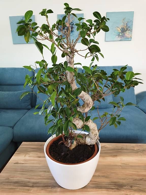 Plantes & graines: Ficus Bonsai – D'occasion à Kaisten par lys_zzy8