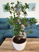 Ficus Bonsai